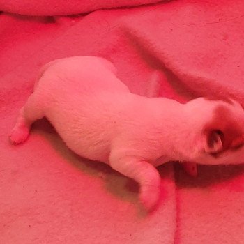 puppy Chihuahua korthaar Wit + bruin Het Snuffelhoekje puppy Chihuahua korthaar Wit + bruin Het Snuffelhoekje