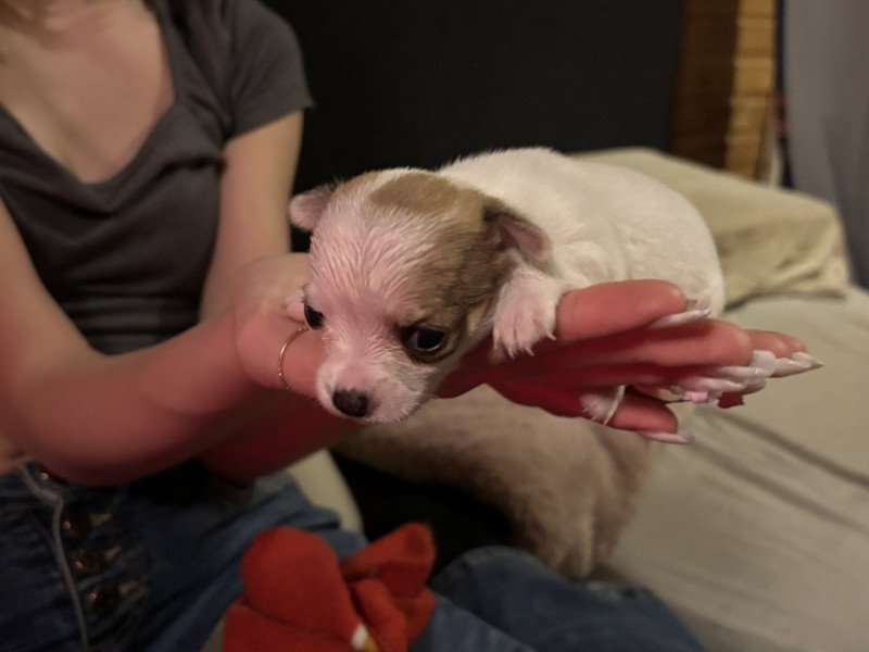 Elza Vrouw Chihuahua korthaar