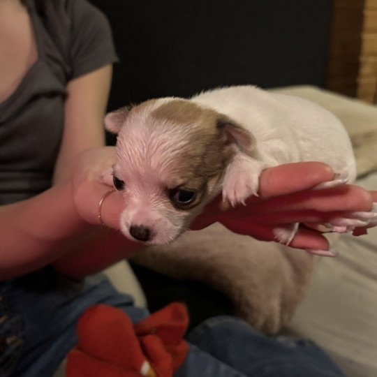 Elza Vrouw Chihuahua korthaar