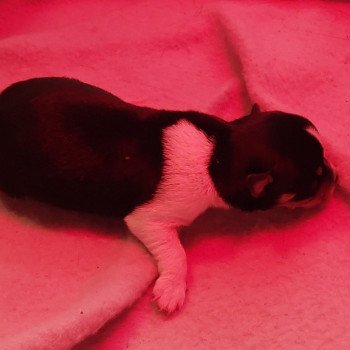 puppy Chihuahua korthaar Zwart en wit Het Snuffelhoekje puppy Chihuahua korthaar Zwart en wit Het Snuffelhoekje