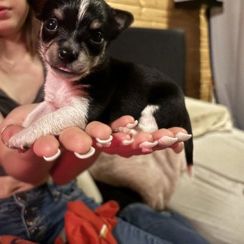 puppy Chihuahua korthaar Zwart en wit Puppy2 Het Snuffelhoekje puppy Chihuahua korthaar Zwart en wit Puppy2 Het Snuffelhoekje
