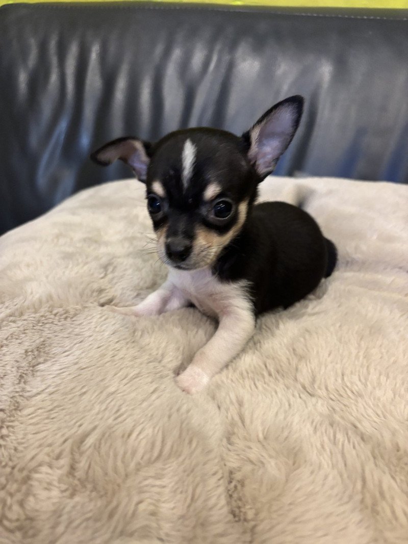 Puppy2 Mannetje Chihuahua korthaar