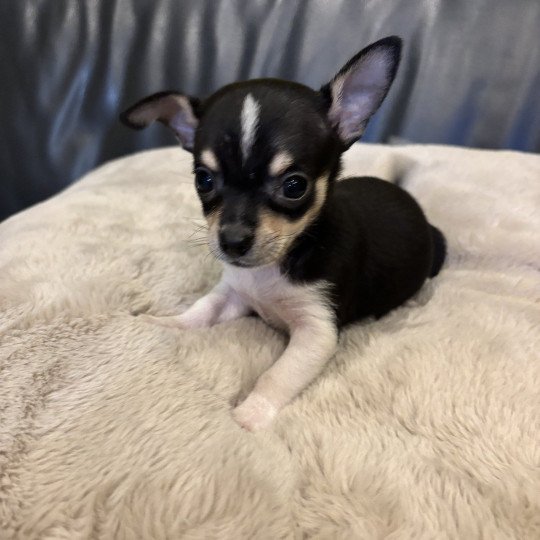 Puppy2 Mannetje Chihuahua korthaar