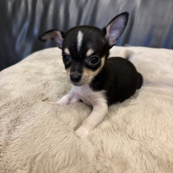 puppy Chihuahua korthaar Zwart en wit Puppy2 Het Snuffelhoekje puppy Chihuahua korthaar Zwart en wit Puppy2 Het Snuffelhoekje