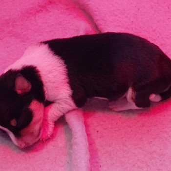 puppy Chihuahua korthaar Zwart en wit Het Snuffelhoekje puppy Chihuahua korthaar Zwart en wit Het Snuffelhoekje