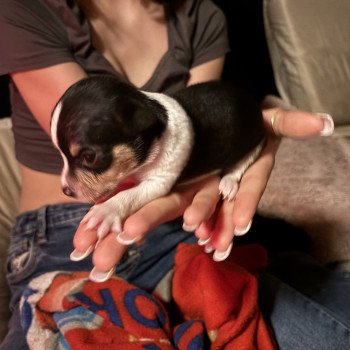 puppy Chihuahua korthaar Zwart en wit Puppy3 Het Snuffelhoekje puppy Chihuahua korthaar Zwart en wit Puppy3 Het Snuffelhoekje