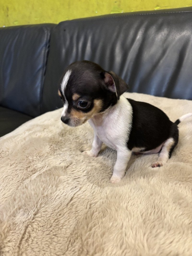Puppy3 Mannetje Chihuahua korthaar