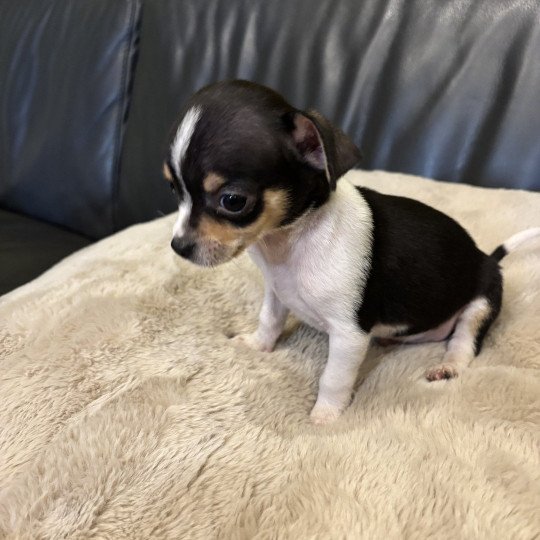 Puppy3 Mannetje Chihuahua korthaar