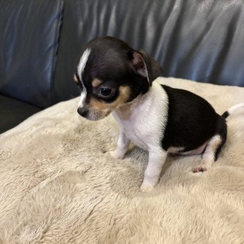 puppy Chihuahua korthaar Zwart en wit Puppy3 Het Snuffelhoekje puppy Chihuahua korthaar Zwart en wit Puppy3 Het Snuffelhoekje