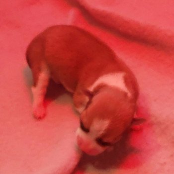 puppy Chihuahua korthaar Bruin + wit Het Snuffelhoekje puppy Chihuahua korthaar Bruin + wit Het Snuffelhoekje