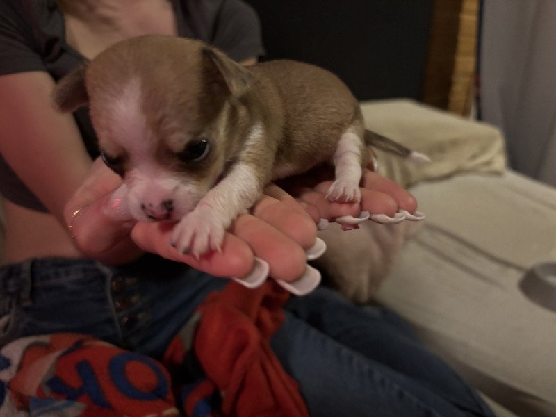 Anna Vrouw Chihuahua korthaar