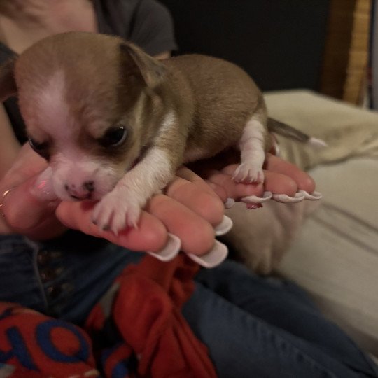 Anna Vrouw Chihuahua korthaar