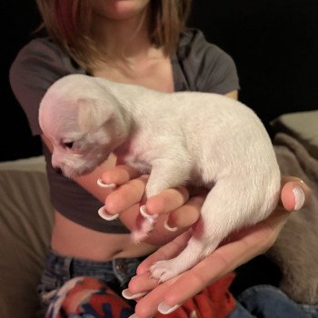 puppy Chihuahua korthaar Wit Olly Het Snuffelhoekje puppy Chihuahua korthaar Wit Olly Het Snuffelhoekje