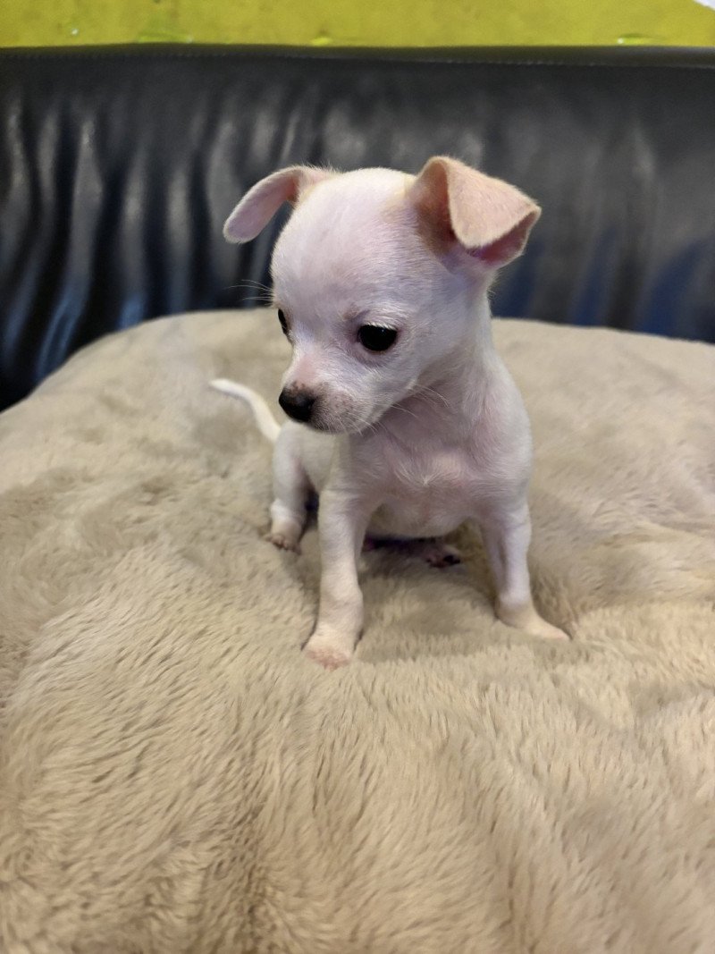 Olly Mannetje Chihuahua korthaar