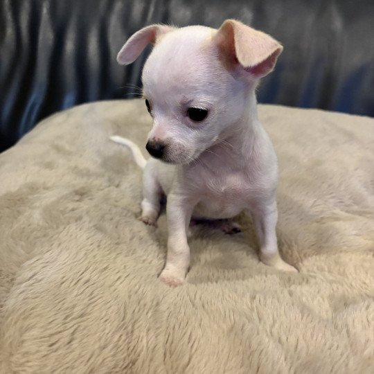 Olly Mannetje Chihuahua korthaar