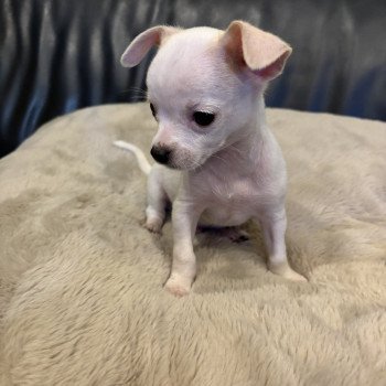 puppy Chihuahua korthaar Wit Olly Het Snuffelhoekje puppy Chihuahua korthaar Wit Olly Het Snuffelhoekje