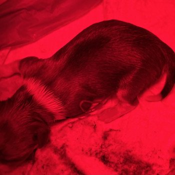 puppy Chihuahua korthaar Het Snuffelhoekje puppy Chihuahua korthaar Het Snuffelhoekje