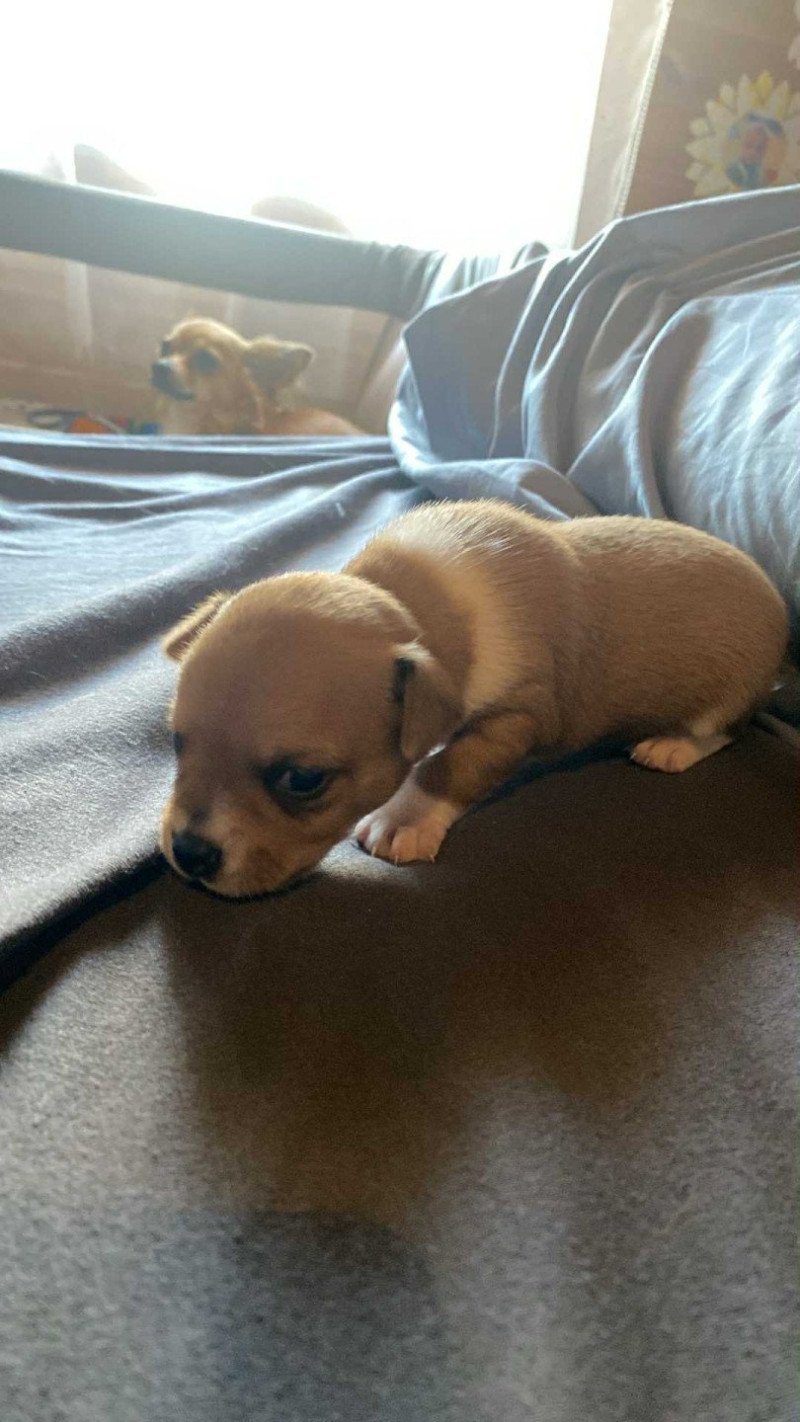 Sam Mannetje Chihuahua korthaar Sam Mannetje Chihuahua korthaar