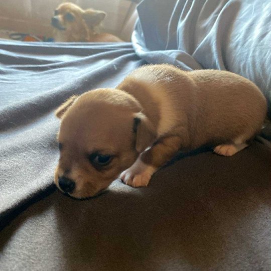 Sam Mannetje Chihuahua korthaar