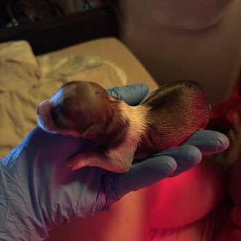 puppy Chihuahua korthaar Het Snuffelhoekje