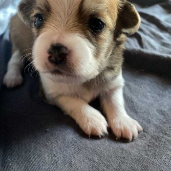 puppy Chihuahua korthaar Het Snuffelhoekje