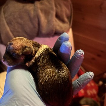 puppy Chihuahua korthaar Het Snuffelhoekje puppy Chihuahua korthaar Het Snuffelhoekje