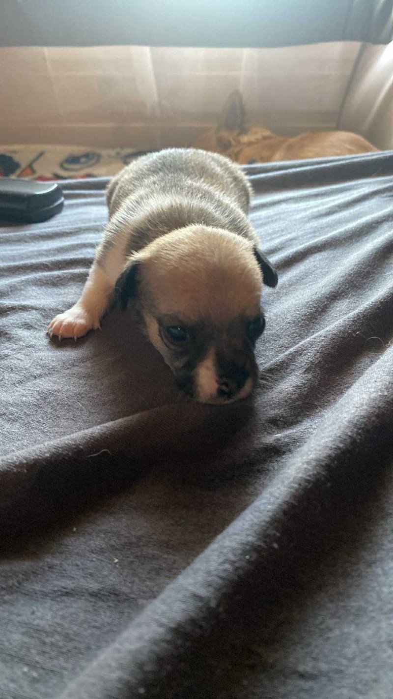 Puppy3 Mannetje Chihuahua korthaar Puppy3 Mannetje Chihuahua korthaar