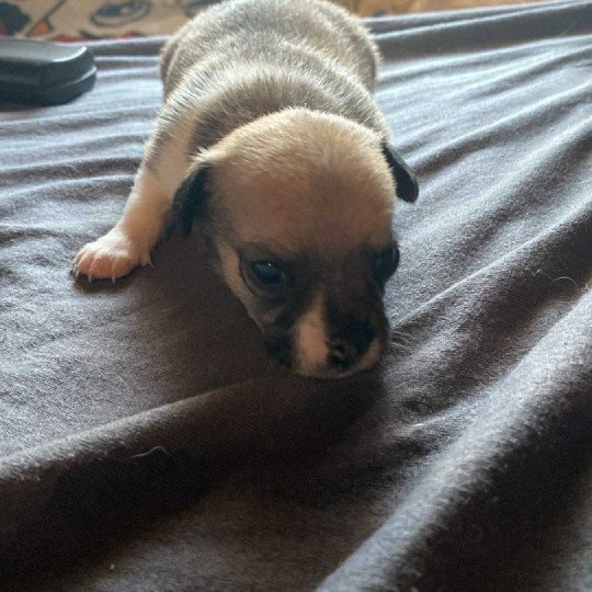 Puppy3 Mannetje Chihuahua korthaar