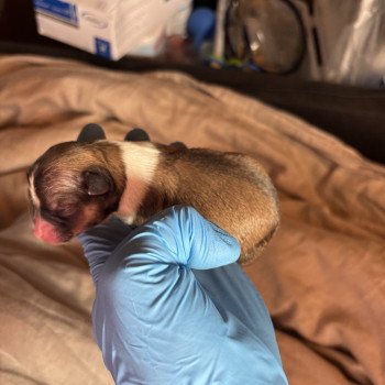 puppy Chihuahua korthaar Het Snuffelhoekje puppy Chihuahua korthaar Het Snuffelhoekje
