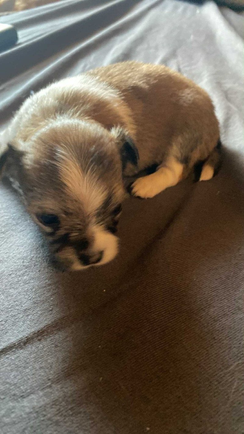 Puppy4 Mannetje Chihuahua Longhair Puppy4 Mannetje Chihuahua Longhair