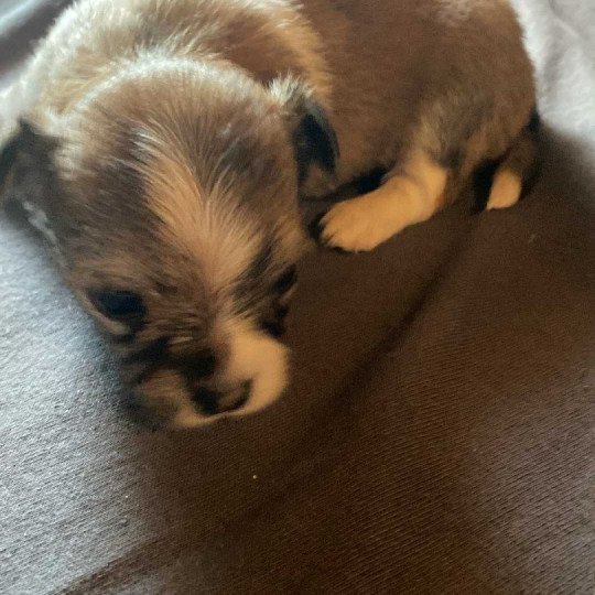 Puppy4 Mannetje Chihuahua Longhair