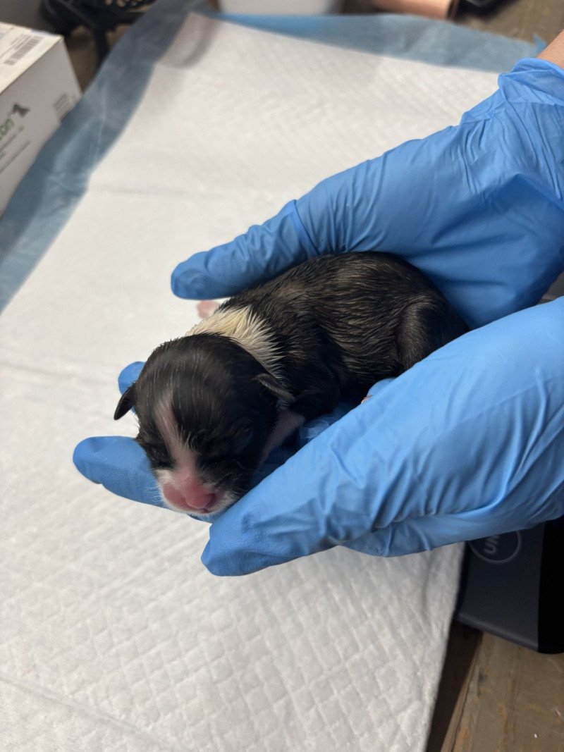 Puppy1 Vrouw Shih tzu Puppy1 Vrouw Shih tzu
