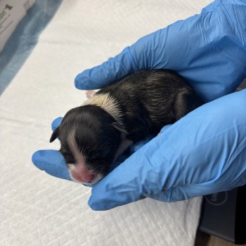 puppy Shih tzu Zwart bruin Het Snuffelhoekje puppy Shih tzu Zwart bruin Het Snuffelhoekje
