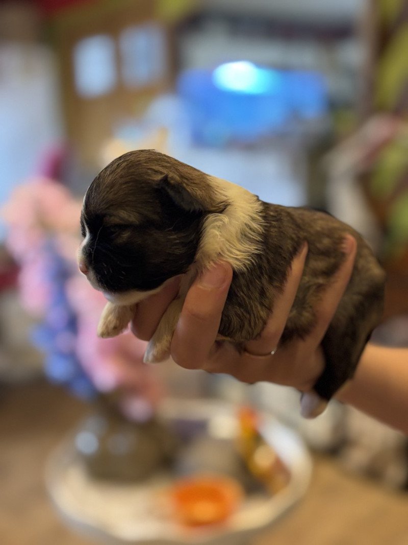 Puppy1 Vrouw Shih tzu Puppy1 Vrouw Shih tzu