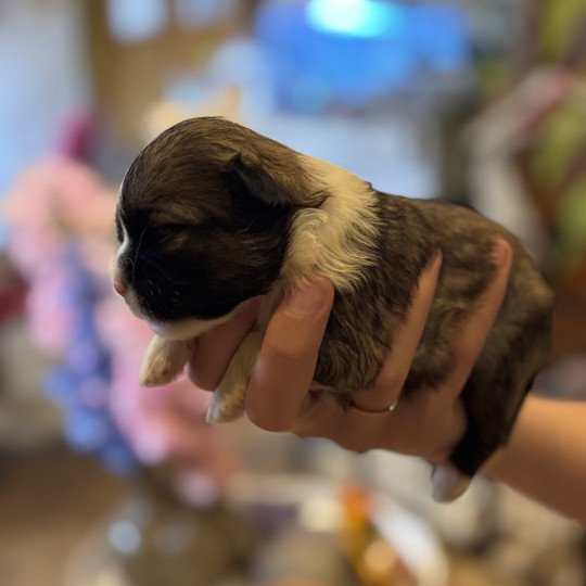 Puppy1 Vrouw Shih tzu
