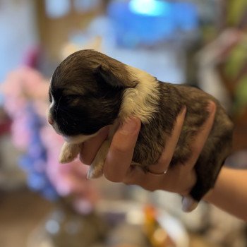 puppy Shih tzu Zwart bruin Puppy1 Het Snuffelhoekje puppy Shih tzu Zwart bruin Puppy1 Het Snuffelhoekje