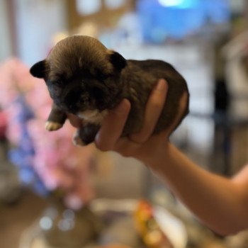puppy Shih tzu Zwart, donker bruin Puppy2 Het Snuffelhoekje puppy Shih tzu Zwart, donker bruin Puppy2 Het Snuffelhoekje
