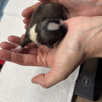 puppy Shih tzu zwart donker bruin Het Snuffelhoekje puppy Shih tzu zwart donker bruin Het Snuffelhoekje