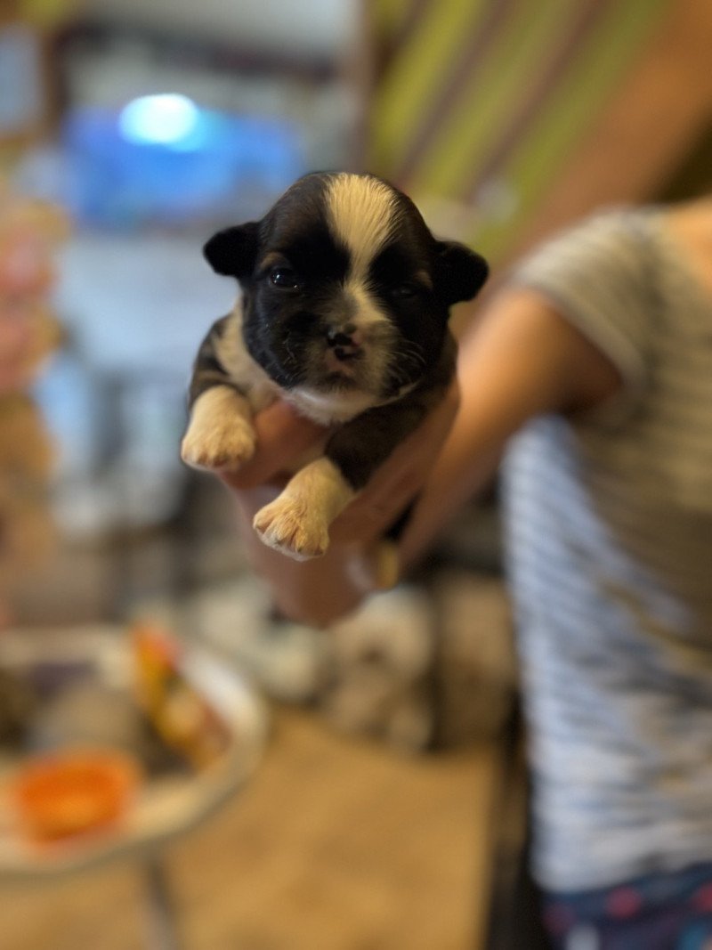 Puppy3 Mannetje Shih tzu Puppy3 Mannetje Shih tzu