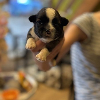 puppy Shih tzu zwart donker bruin Puppy3 Het Snuffelhoekje puppy Shih tzu zwart donker bruin Puppy3 Het Snuffelhoekje