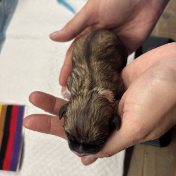 puppy Shih tzu Het Snuffelhoekje puppy Shih tzu Het Snuffelhoekje