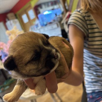 puppy Shih tzu Puppy4 Het Snuffelhoekje puppy Shih tzu Puppy4 Het Snuffelhoekje