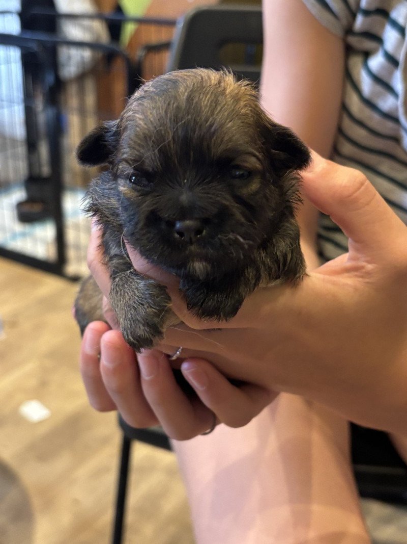 Puppy5 Vrouw Shih tzu Puppy5 Vrouw Shih tzu