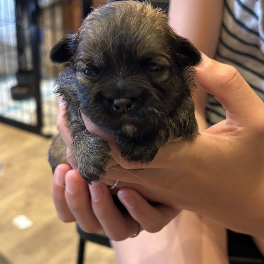 Puppy5 Vrouw Shih tzu