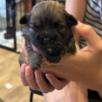puppy Shih tzu Puppy5 Het Snuffelhoekje puppy Shih tzu Puppy5 Het Snuffelhoekje