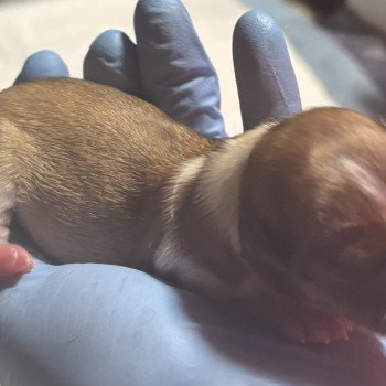 puppy Chihuahua korthaar Licht bruin wit Het Snuffelhoekje