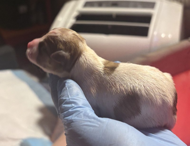 2e puppy (Litter Skye ❤ Pukky) - Mannetje Veel wit met bruine vlek poep Mannetje Chihuahua korthaar