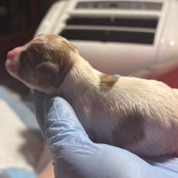 puppy Chihuahua korthaar Veel wit met bruine vlek poep Het Snuffelhoekje