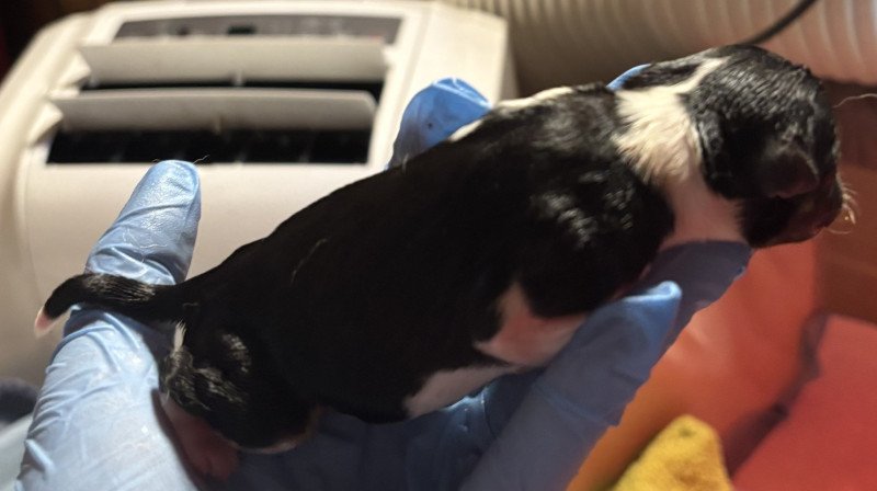 3e puppy (Litter Skye ❤ Pukky) - Vrouw Zwart wit Vrouw Chihuahua korthaar