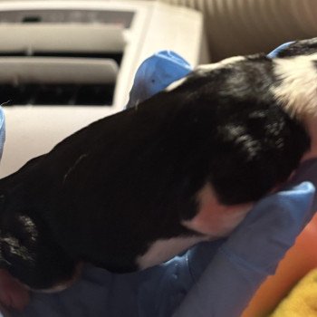 puppy Chihuahua korthaar Zwart wit Het Snuffelhoekje
